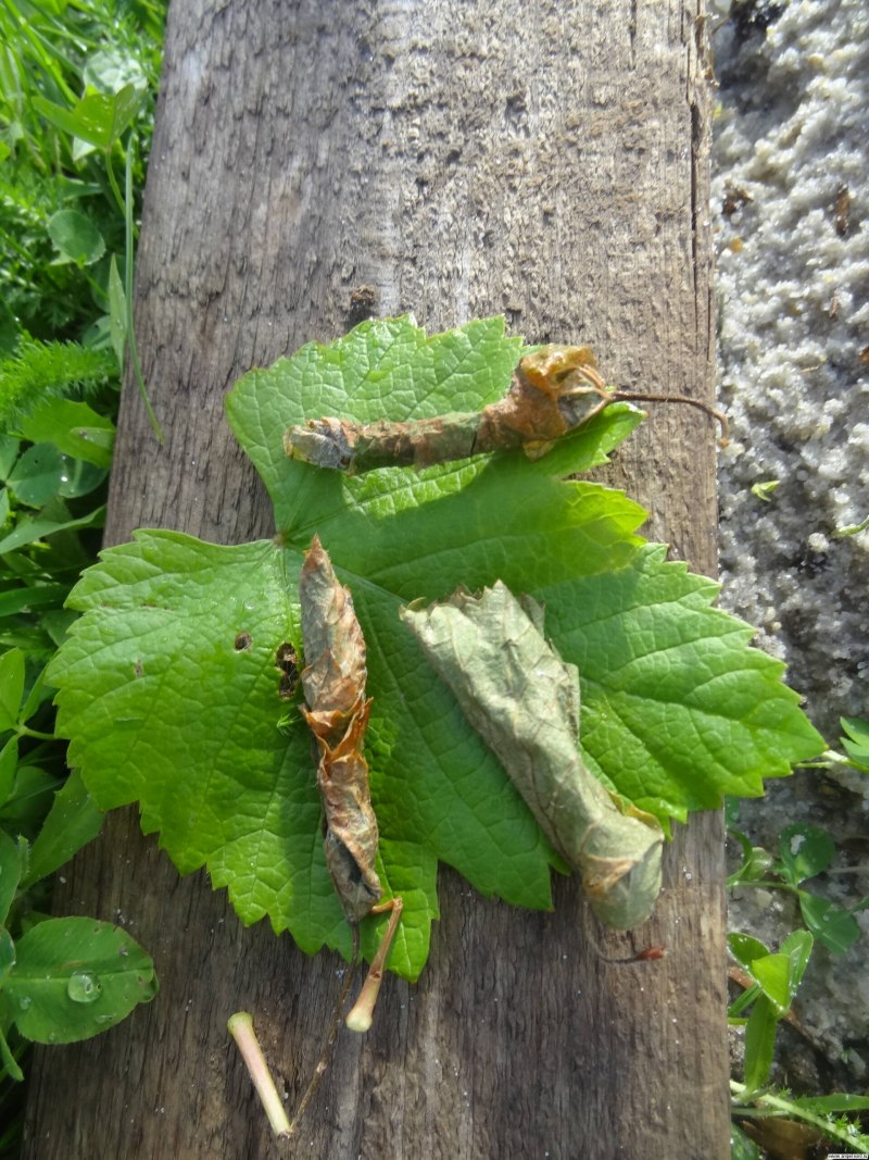 Adoxophyes Orana листовертка сетчатая