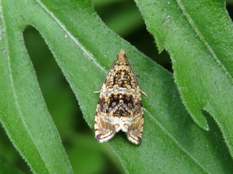 Archips crataegana
