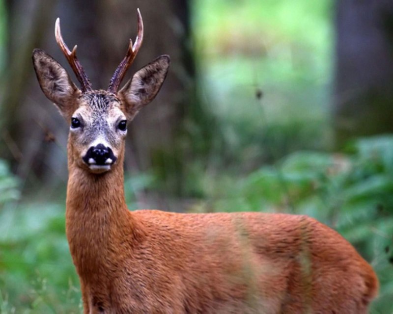 Animals Woods