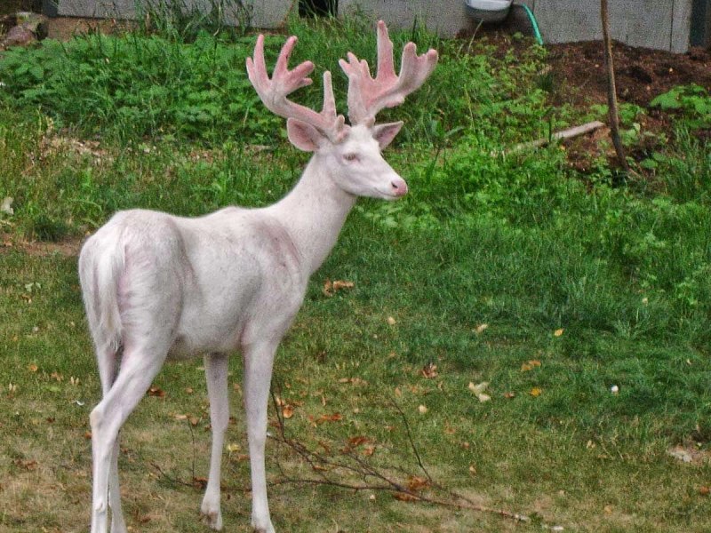 Косуля Уральская