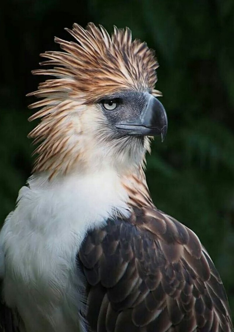 Pithecophaga jefferyi Eagle