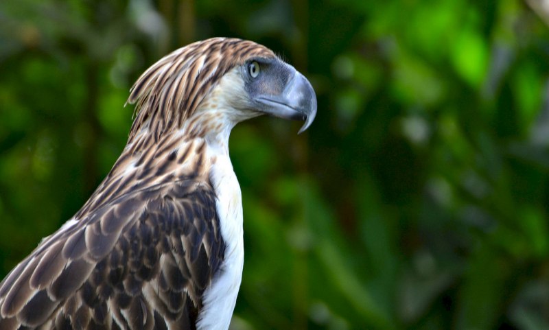 Philippine Eagle