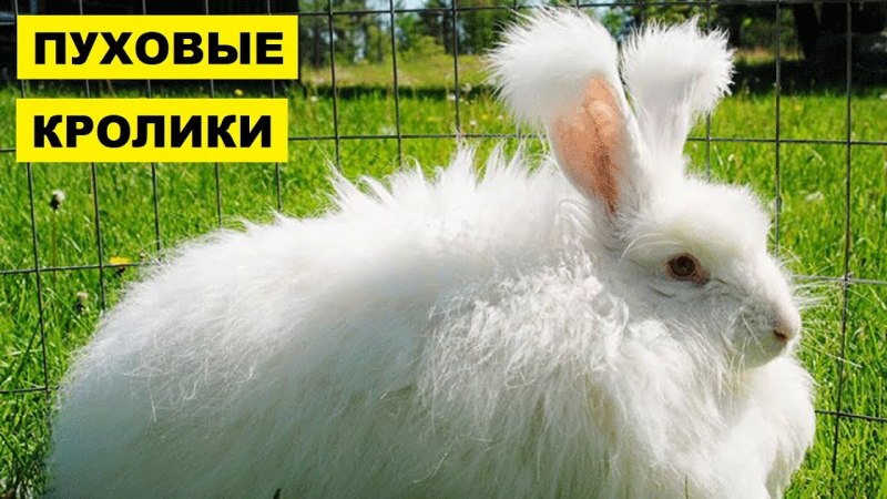 Ангорский пуховый кролик