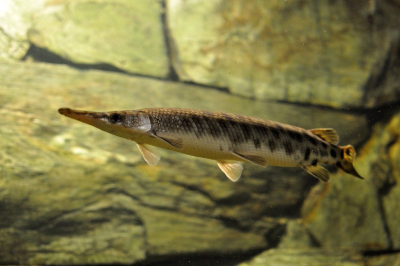 Lepisosteus osseus