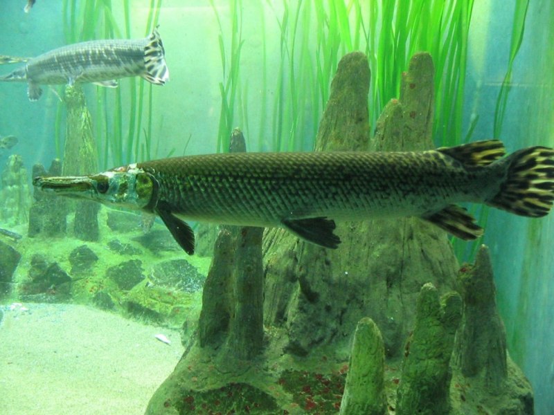 Пятнистая панцирная щука Lepisosteus oculatus