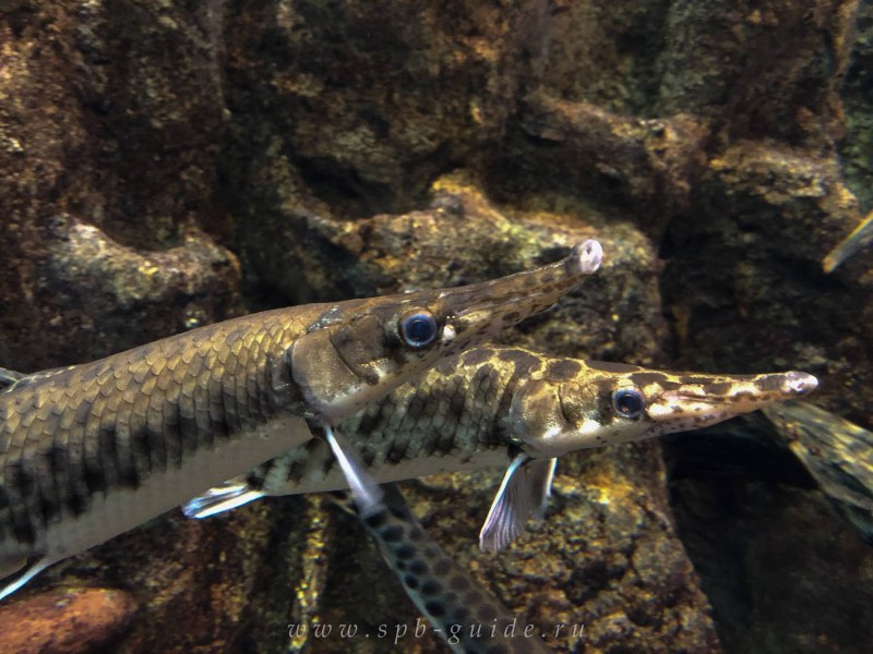 Пятнистая панцирная щука Lepisosteus oculatus