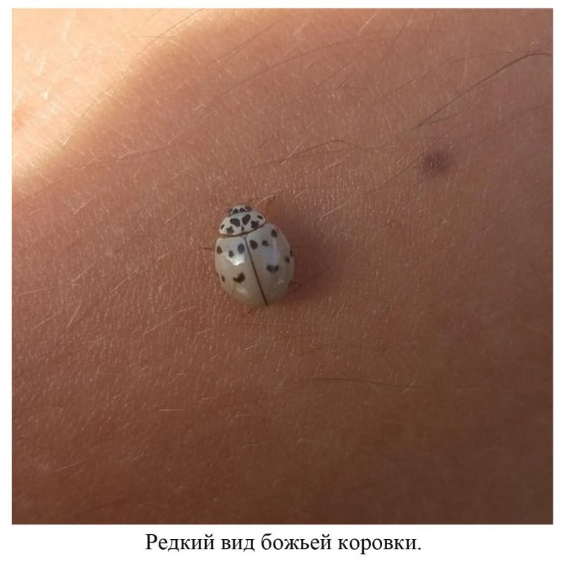 Фото Божья коровка на листе с росой
