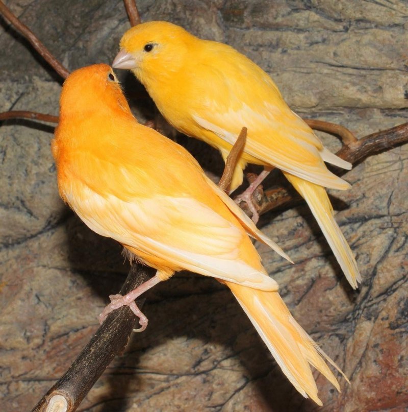 Canary - канарейка