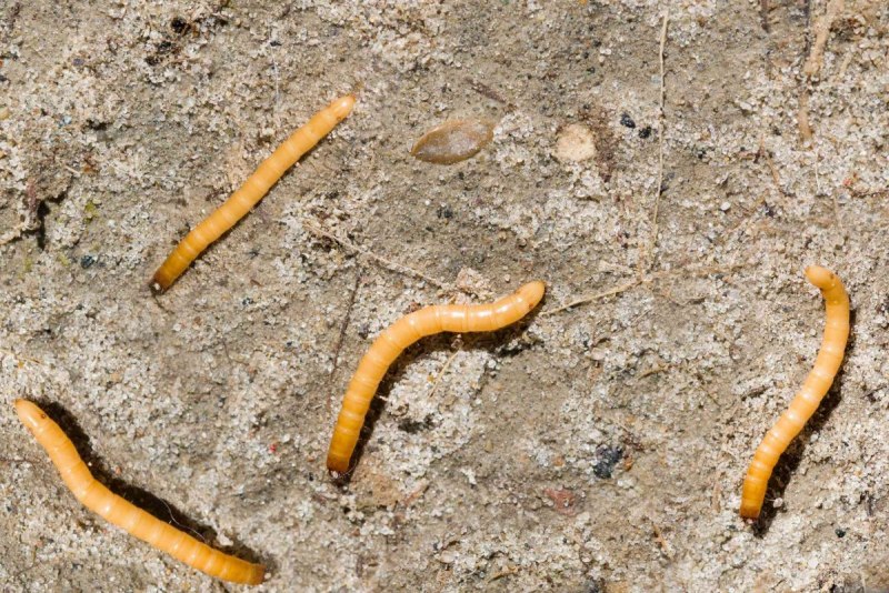 Dalopius marginatus