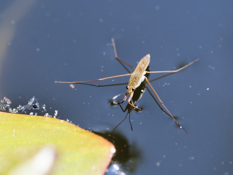 Водомерка Gerridae