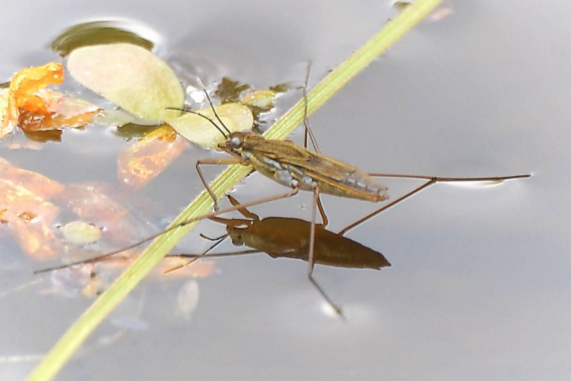 Gerris lacustris – Водомерка Прудовая