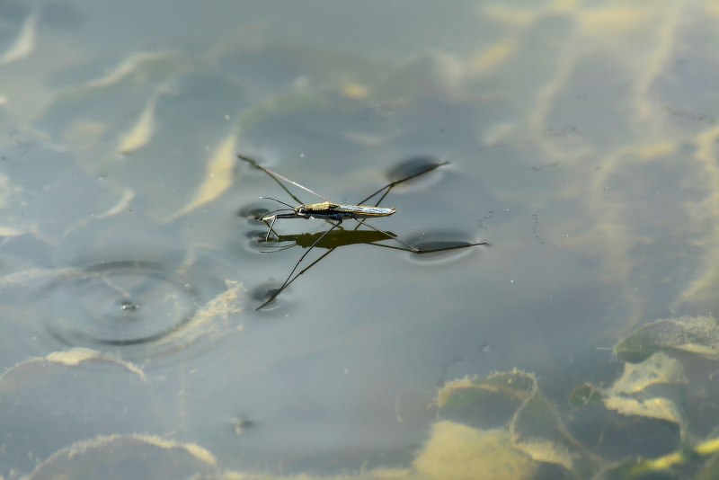 Водяной клоп — Водомерка