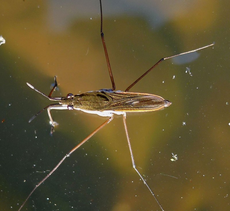 Gerris lacustris – Водомерка Прудовая
