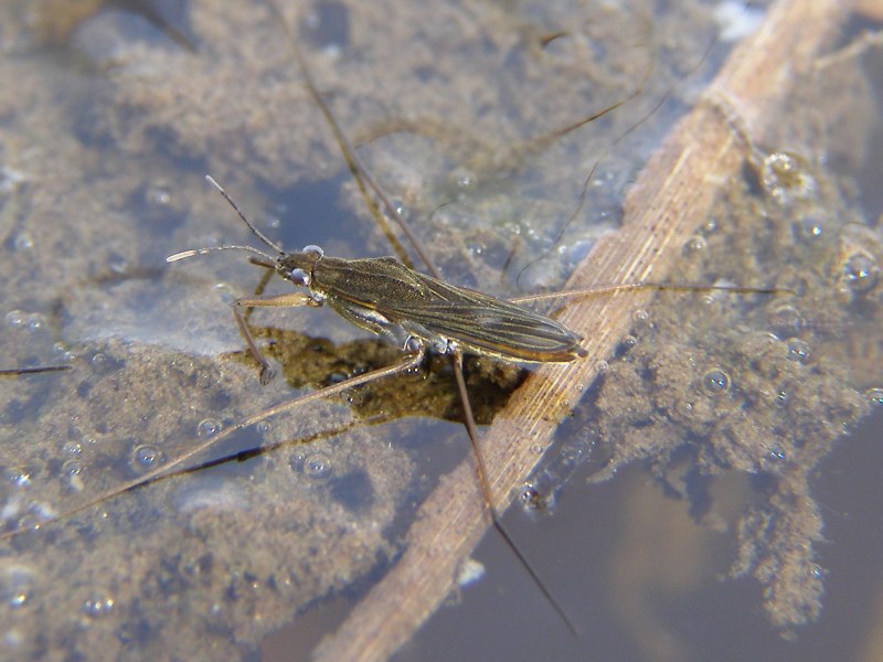 Gerris lacustris l., 1758