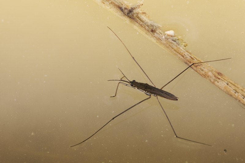 Gerris lacustris