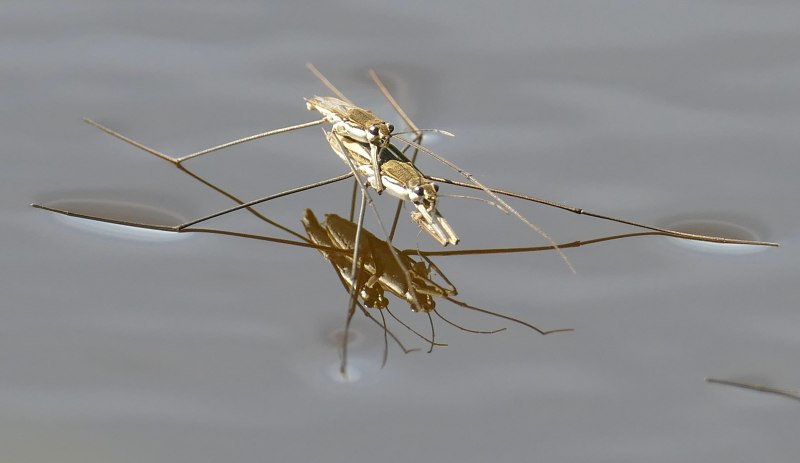 Gerris lacustris – Водомерка Прудовая