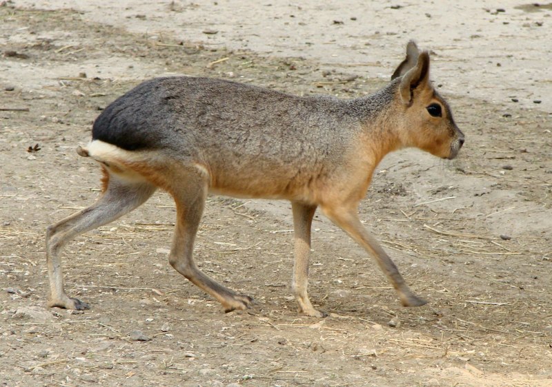 Патагонская Мара (dolichotis patagonum
