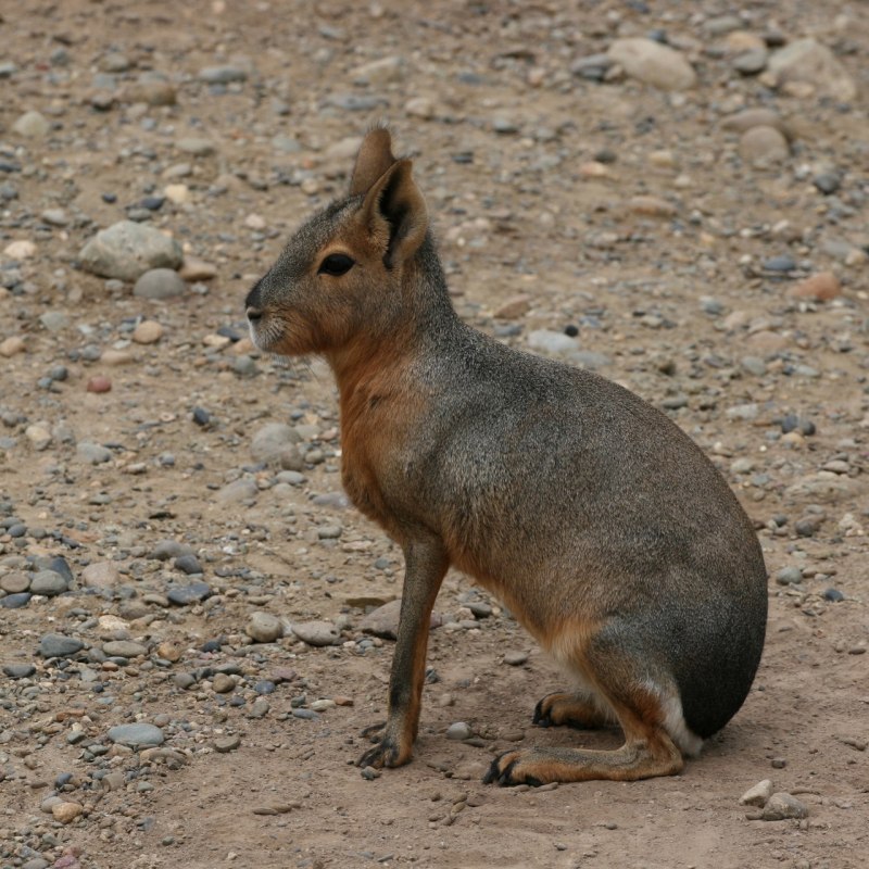 Патагонская Мара (dolichotis patagonum