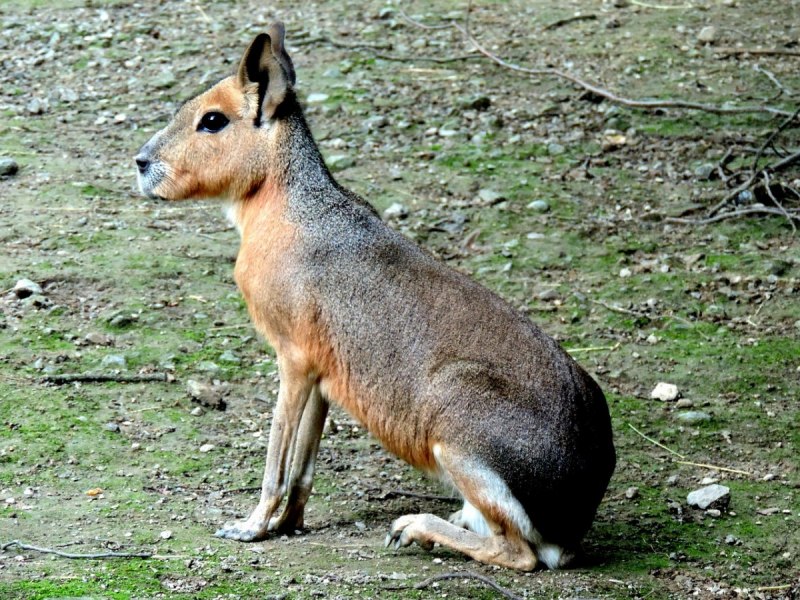 Dolichotis Patagonica