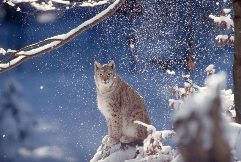 White Lynx Олег