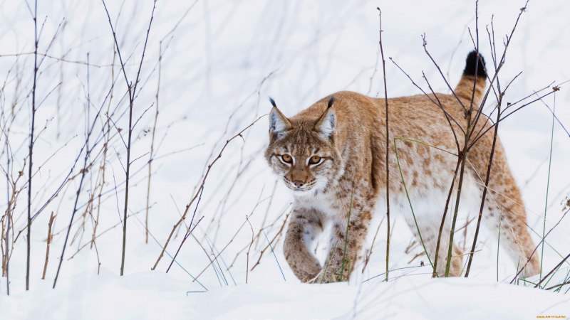 Евразийская Рысь Lynx Lynx