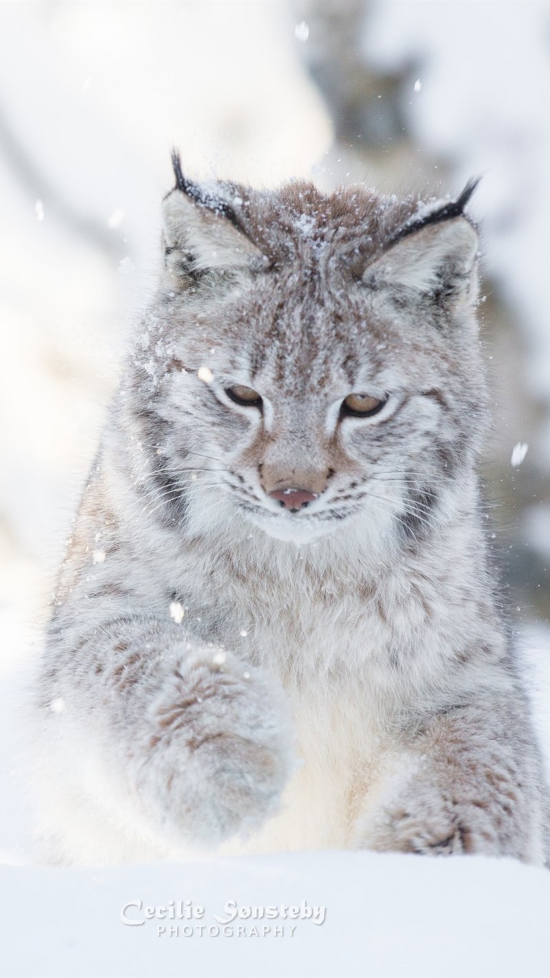 Рысь обыкновенная Lynx Lynx Linnaeus, 1758