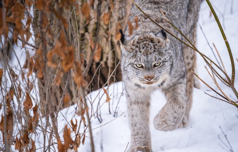 Рысь обыкновенная Lynx Lynx Linnaeus, 1758