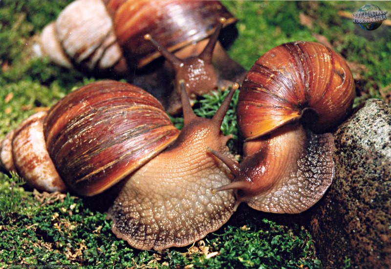 Helix pomatia раковина
