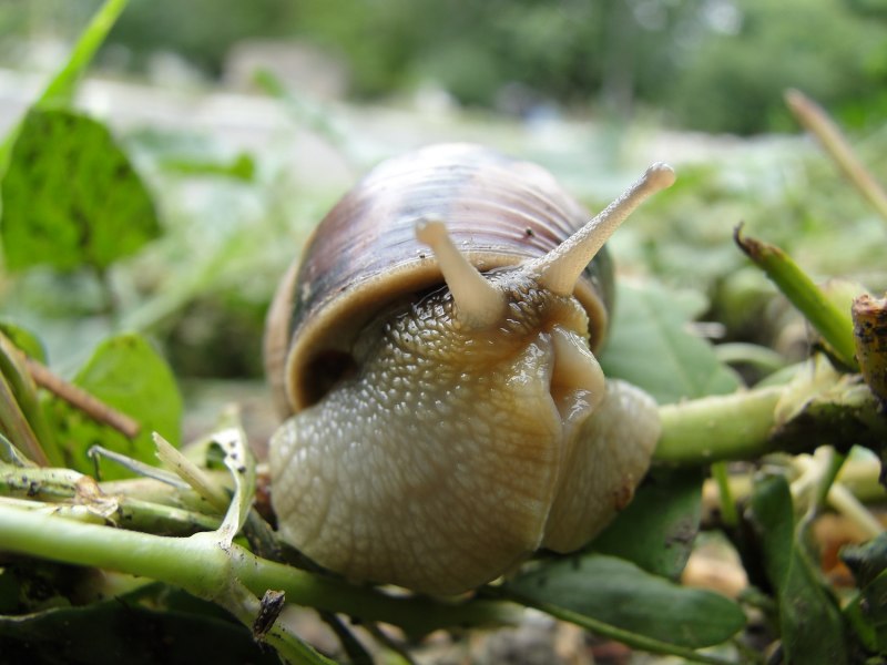 Achatina Fulica sinistrosa