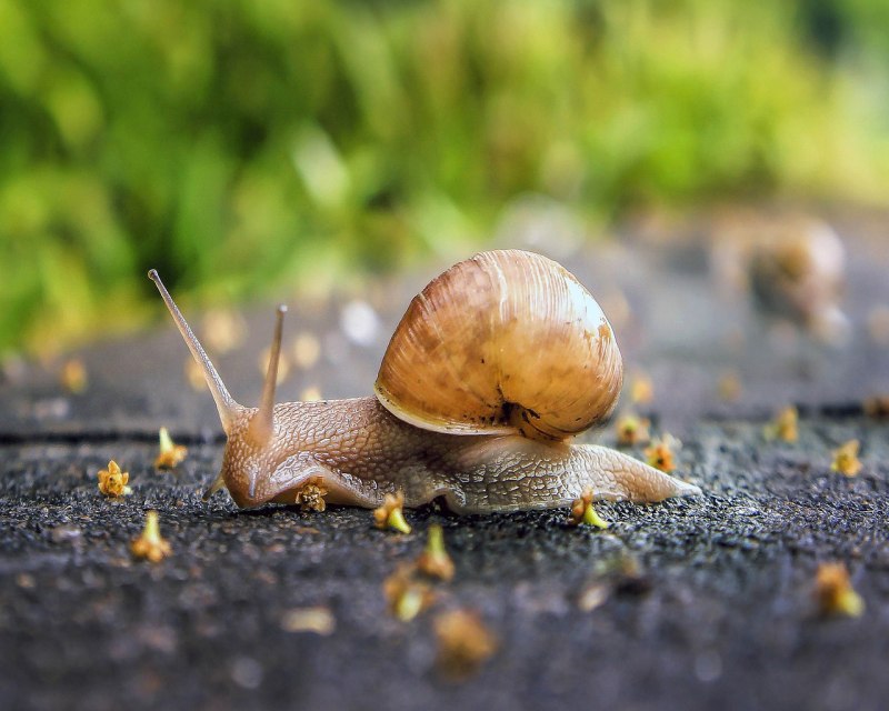 Земляной улитки Cepaea nemoralis
