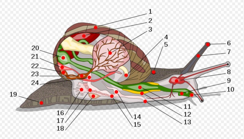 Helix pomatia Виноградная улитка