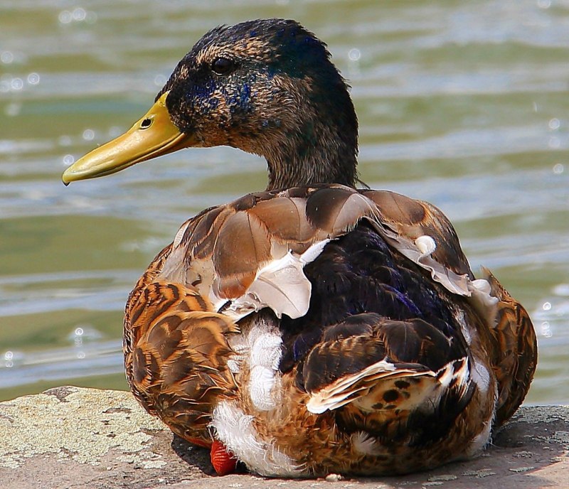 Породы уток кряква