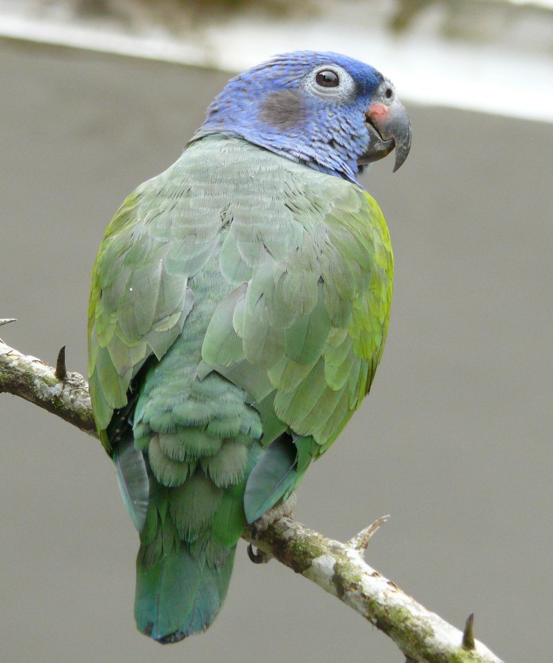 Pionus chalcopterus