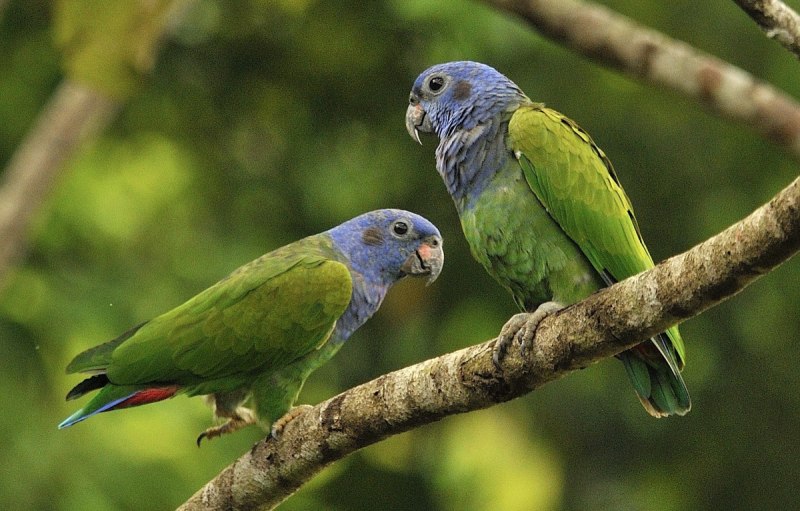 Pionus menstruus