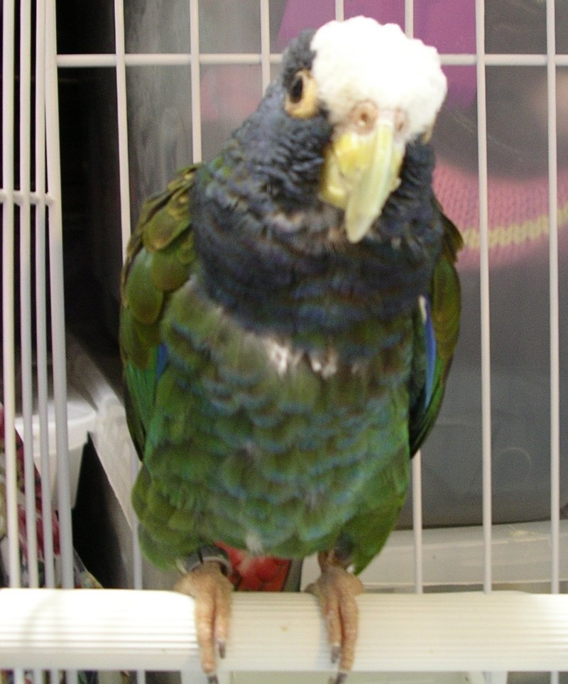 Pionus menstruus