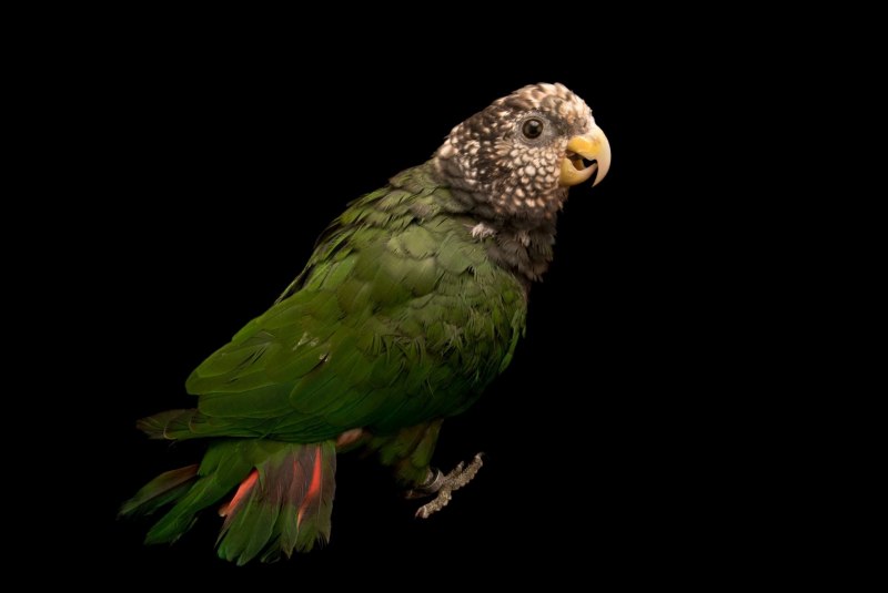 Гипоаллергенный попугай Pionus купить