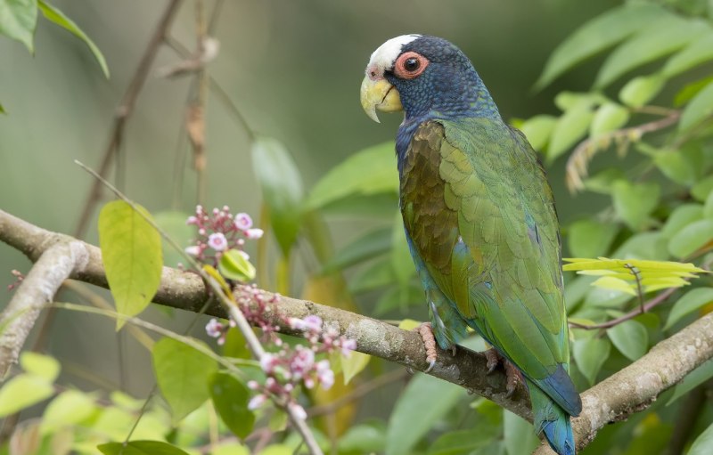 Pionus menstruus