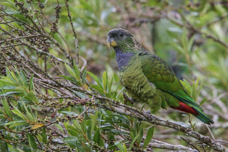 Baby Parrot Mod