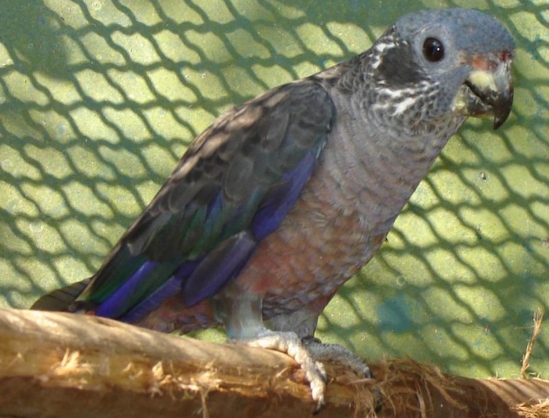 Pionus menstruus