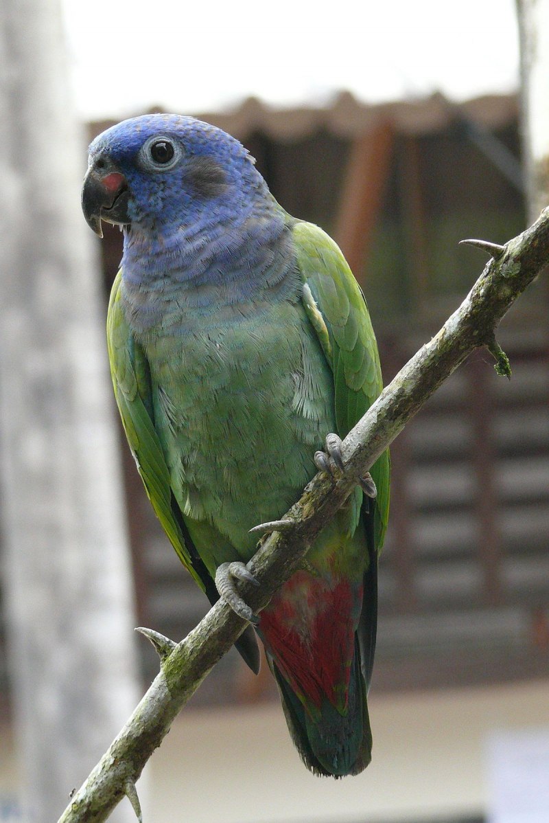 Pionus menstruus