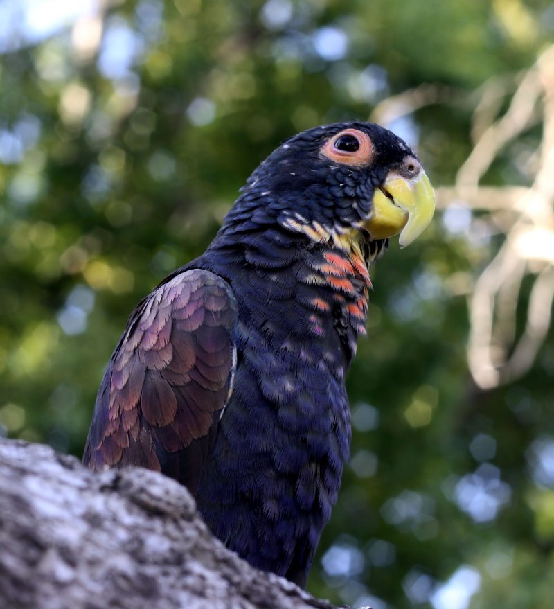Prioniturus flavicans