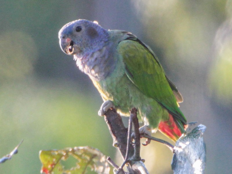 Pyrrhura griseipectus