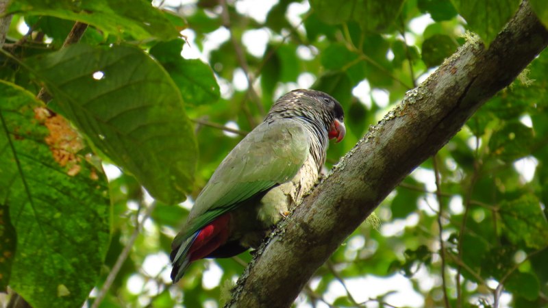 Poicephalus flavifrons
