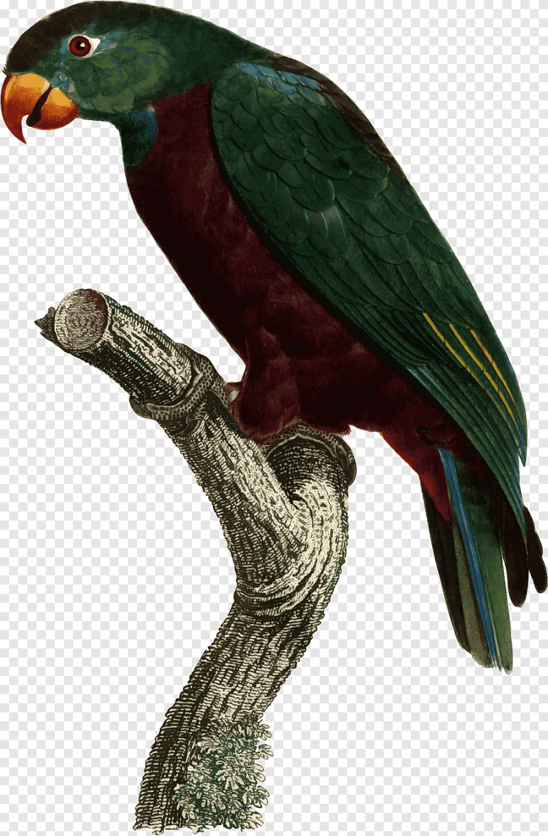 Pionus menstruus