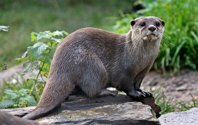 Кавказская выдра Lutra Lutra meridionallis