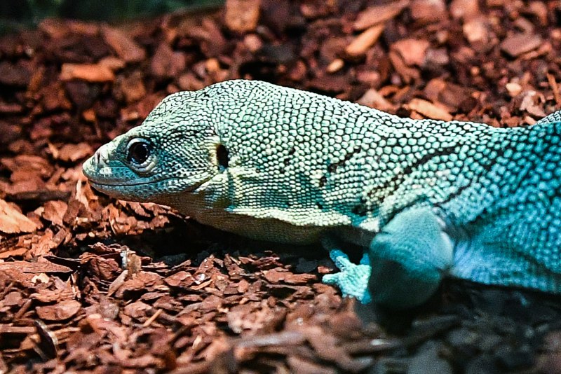 96- Varanus niloticus