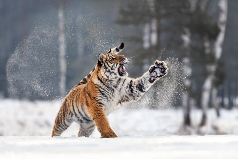 Зимний тигр (69 фото)