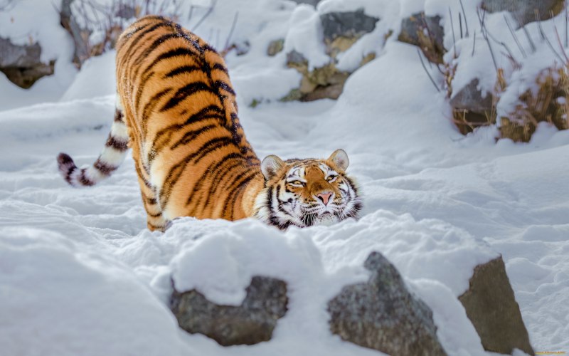 Амурский тигр Амур