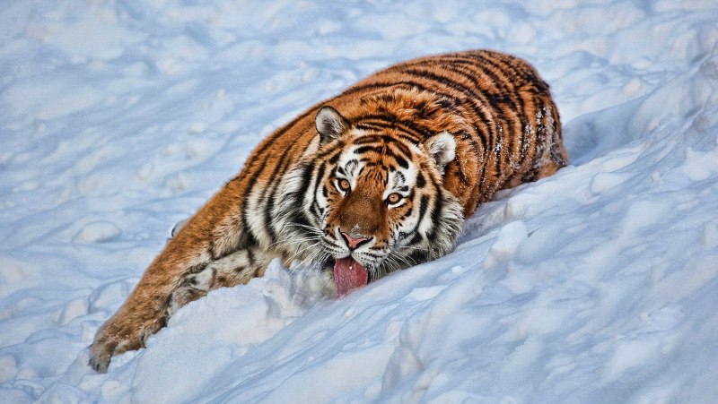 Амурский Тигренок зимой