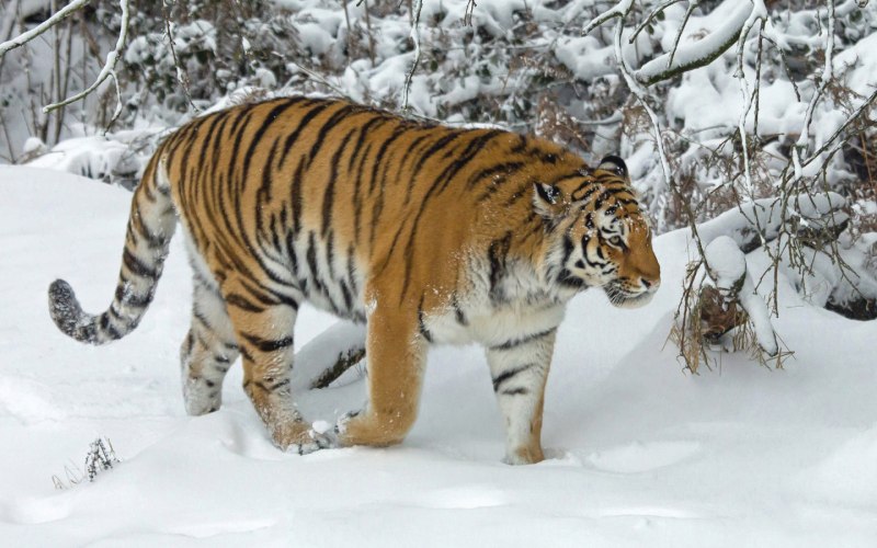 Уссурийский тигр дальнего Востока